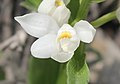 Cephalanthera longifolia