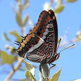 Fotografia da espécie europeia C. jasius pousada, conhecida por borboleta-do-medronheiro ou imperador e encontrada nas costas do Mar Mediterrâneo, entre Portugal e Grécia.[1][2] Considerada a espécie-tipo do gênero Charaxes.[1]