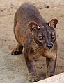 Cầy fossa (Cryptoprocta ferox)