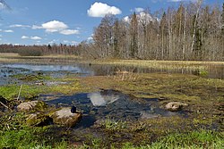 Esna allikajärv, Esna jõe lähe