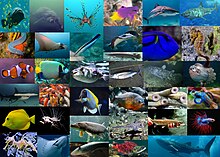 Diversity of various fish including sharks, stingrays, bony fish, jawless fish, and coelacanths.