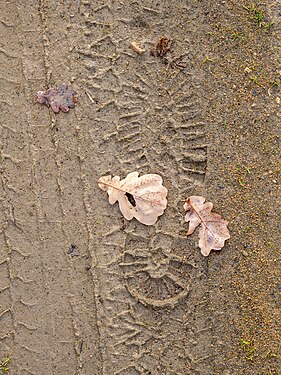 Foot and tire imprint on a path on the banks of the Tiergarten in Berlin