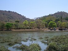 India-Elephanta-Trees.jpg