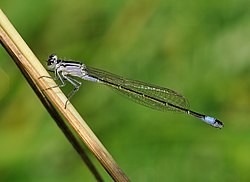 Große Pechlibelle (von Quartl)