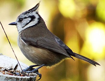 Lophophanes cristatus