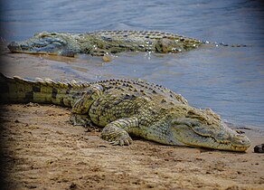 Nile crocodile