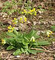 2016 Echte Schlüsselblume