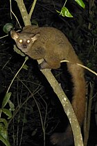 Brown greater galago