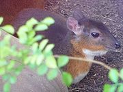 Small gray, brown, and white bovid