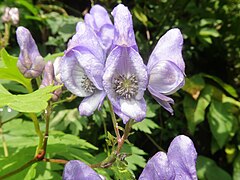 花弁にみえるのは萼片で、上萼片1個、側萼片2個、下萼片2個の5個で構成される。上萼片の前方の嘴は短く突き出る。側萼片の奥に花弁の柄部分が見える。