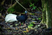 Photo of a large black bird with a bushy white tail, red legs and feet and bright blue head and throat wattles