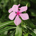 Catharanthus roseus