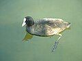 Coot in unusually clear still water showing foot structure; Little Venice, London