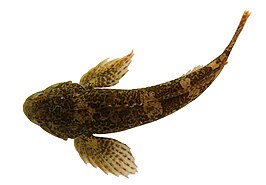 Cottus rondeleti