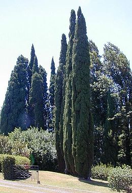 Cupressus sempervirens Stricta.jpg