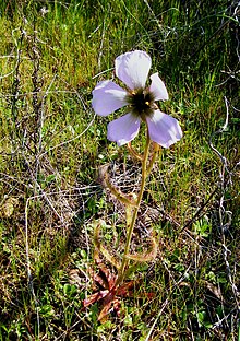 Drosera cistiflora Wellington.jpg