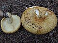 !!Lactarius scrobiculatus!!