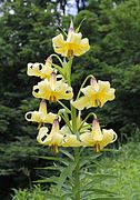 Lilium kesselringianum