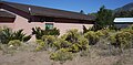 Rabbitbrush native to the area near the post office in Crestone, Colorado