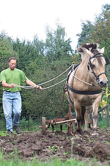 Un cheval brun clair attelé à une charrue.