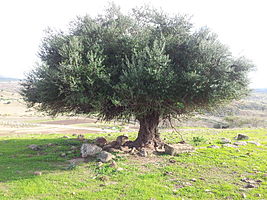 Olivier, région d'Ammi Moussa, (Algérie)