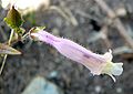 Penstemon gracilis