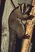 Brown lemur