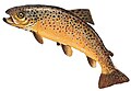 Potočna pastrmka (Salmo trutta)