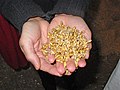 Image 36Malted barley before kilning or roasting (from Brewing)