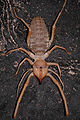 Sun spider/wind scorpion. Just over 3 inches including legs. Mesa, Az