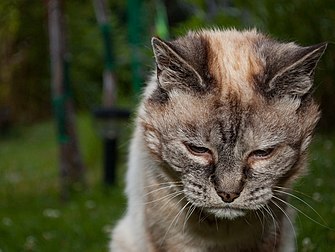 Gato doméstico (Felis silvestris catus) de vinte anos de idade. (definição 2 484 × 1 870)