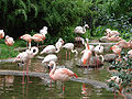 Zoo Berlin Mai 2007