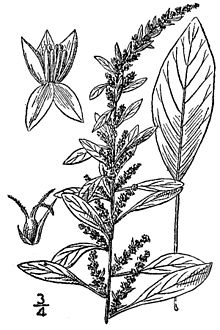 Amaranthus tuberculatus drawing.jpg