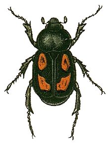 Anisoplia agricola.jpg