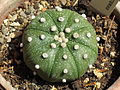 Astrophytum asterias