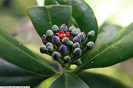 Canella winterana (Canellales).