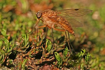 Chrysopilus snipe fly