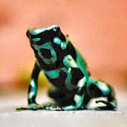 Dendrobates auratus