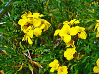 Erysimum cheiri (Muurbloem)