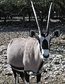 Gemsbok Oryx at the Natural Bridge Caverns Wildlife Park outside San Antonio, TX.