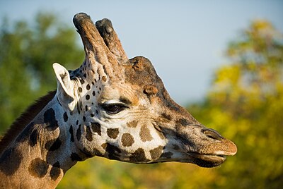 Northern giraffe