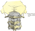 Membrana atlantooccipital posterior i lligament atlantoaxial. L'atles és visible al centre.