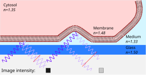 Principle of interference reflection microscopy (IRM)