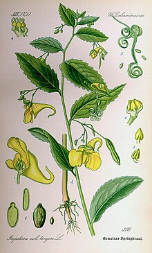 Illustration Impatiens noli-tangere0.jpg