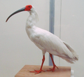 Nipponibis (Nipponia nippon)