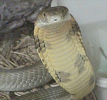 King Cobra