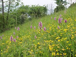 Vitéz kosbor (Orchis militaris)