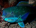 A Parrotfish is a large, dark blue fish with a light blue underbelly and a protruding forehead