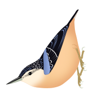 Beautiful Nuthatch