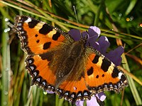 Nældens takvinge - Aglais urticae